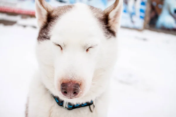 Πορτρέτο Ενός Όμορφου Βόρειου Σκύλου Της Φυλής Husky Σκυλιά Έλκηθρο — Φωτογραφία Αρχείου