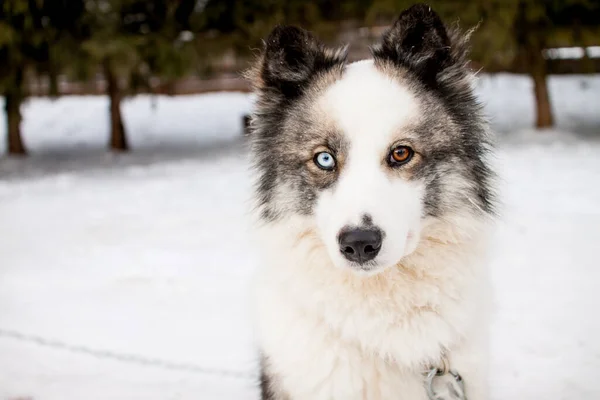 Retrato de un hermoso perro del norte de la raza husky. —  Fotos de Stock