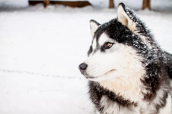 İri yarı, güzel, kuzeyli bir köpeğin portresi..