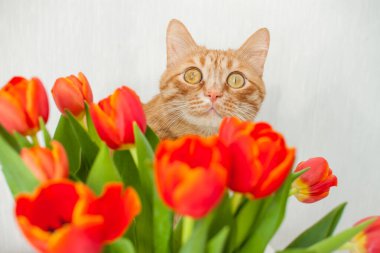 Bir buket parlak kırmızı laleli komik, şişman kızıl kedi. tebrik kartı