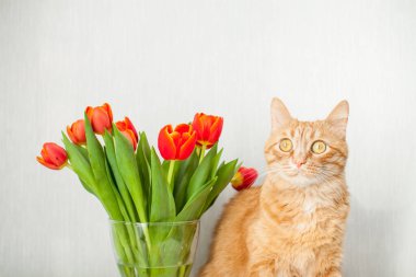 Bir buket parlak kırmızı laleli komik, şişman kızıl kedi. tebrik kartı