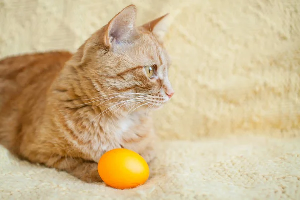 funny fat ginger cat holding orange painted eggs for easter