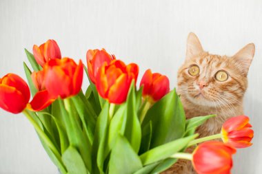 Bir buket parlak kırmızı laleli komik, şişman kızıl kedi. tebrik kartı