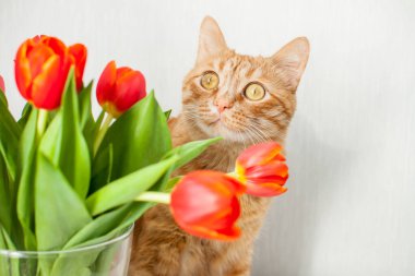 Bir buket parlak kırmızı laleli komik, şişman kızıl kedi. tebrik kartı