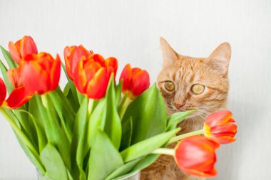 Bir buket parlak kırmızı laleli komik, şişman kızıl kedi. tebrik kartı