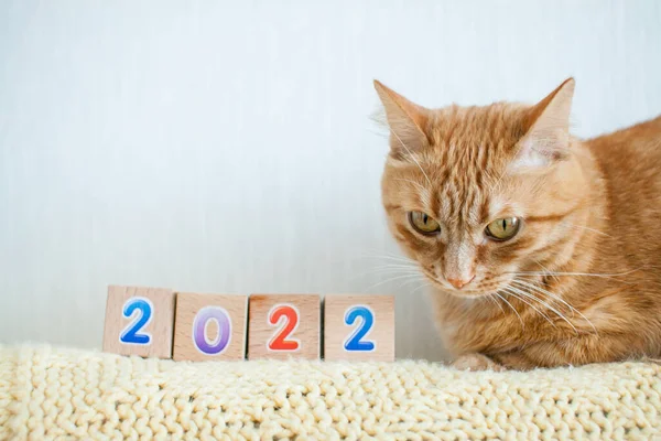 Komik şişman kızıl kedi küpleri 2022 numaralarla inceliyor. Yeni yıl 2022