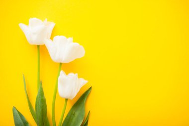 Parlak sarı bir zemin üzerinde güzel beyaz laleler