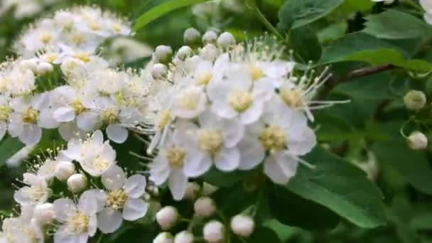 Ramos floridos de arbustos oscilam ao vento. Flores brancas, primavera — Vídeo de Stock