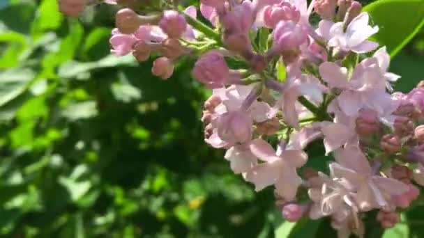 Flowering branches of lilac shrubs sway in the wind in spring — Stock Video