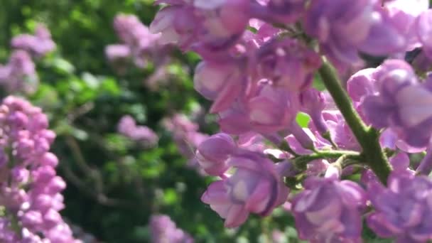 Flowering branches of lilac shrubs sway in the wind in spring — Stock Video