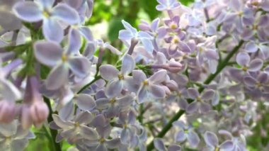 Çiçekli leylak dalları baharda rüzgarda sallanıyor.