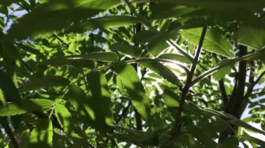 Güneş yeşil taze yaprakların arasından süzülüyor. yaz zamanı konsepti