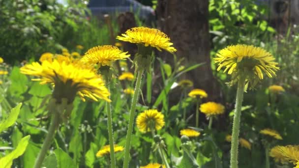 Beautiful dandelions sway in the gentle summer breeze. Sunbeam. summer time concept — Stock Video