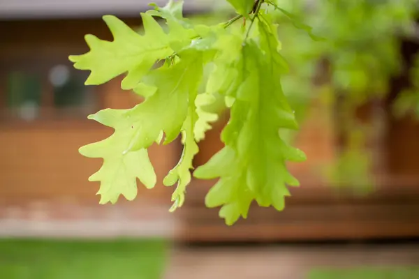 Λεπτά φρέσκα φύλλα πράσινης βελανιδιάς στο πάρκο μια ανοιξιάτικη ηλιόλουστη μέρα — Φωτογραφία Αρχείου