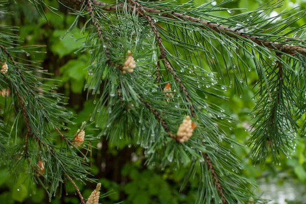 어느 화창 한 날, 공원에 비와 이슬 방울 속에 있는 가문비나무와 소나무의 부드러운 신선 한 가지들 — 스톡 사진