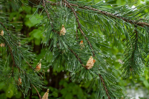 Gyengéd, friss fenyő- és fenyőágak esőcseppekben és harmatcseppekben a parkban egy tavaszi napsütéses napon — Stock Fotó