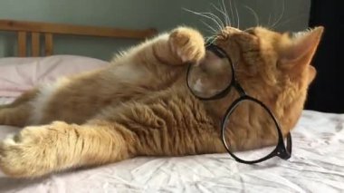 Komik, tembel, şişko kedi yatakta uzanıyor ve siyah çerçeveli gözlüklerle oynuyor..