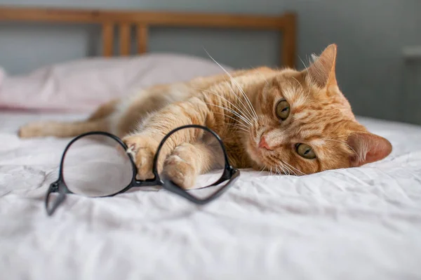 Die lustige dicke Ingwerkatze liegt auf dem Bett und spielt mit einer Brille in schwarzem Rahmen. Beginn eines neuen Schuljahres — Stockfoto