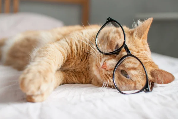 Die lustige dicke Ingwerkatze liegt auf dem Bett und spielt mit einer Brille in schwarzem Rahmen. Beginn eines neuen Schuljahres — Stockfoto