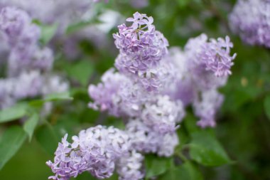 Bahar güneşli bir günde parkta narin çiçek açan leylak çalıları.
