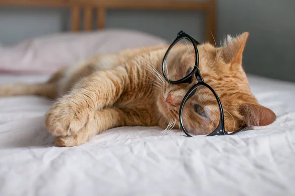 Die lustige dicke Ingwerkatze liegt auf dem Bett und spielt mit einer Brille in schwarzem Rahmen. Beginn eines neuen Schuljahres — Stockfoto