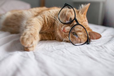 Komik, şişman kızıl kedi yatakta uzanıyor ve siyah çerçeveli gözlüklerle oynuyor. Yeni bir okul yılının başlangıcı