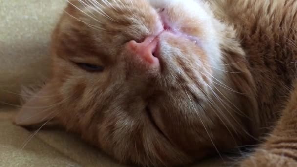 Kucing gemuk jahe tidur dan berkedut dalam mimpi — Stok Video