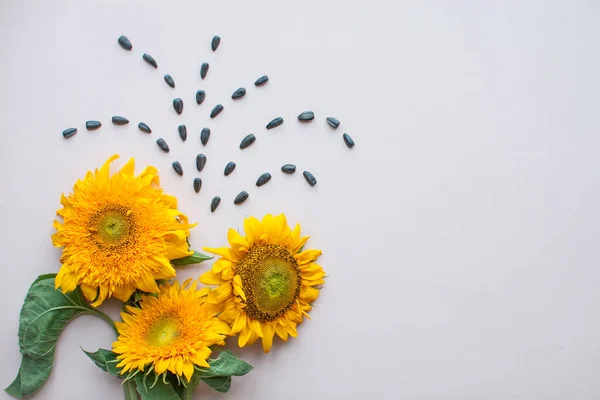 Colocación plana de girasoles y semillas de girasol sobre un fondo rosa claro. El concepto de belleza y preservación de la juventud —  Fotos de Stock