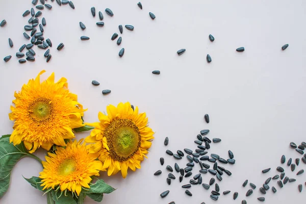 Colocación plana de girasoles y semillas de girasol sobre un fondo rosa claro. El concepto de belleza y preservación de la juventud —  Fotos de Stock