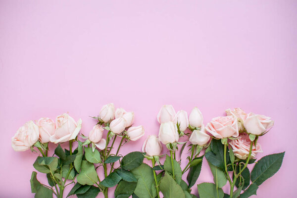 Layout of delicate pink spray roses on a pink background