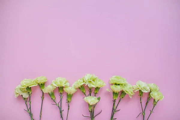 Hassas güllerin düzeni ve pembe arka planda beyaz karanfiller.