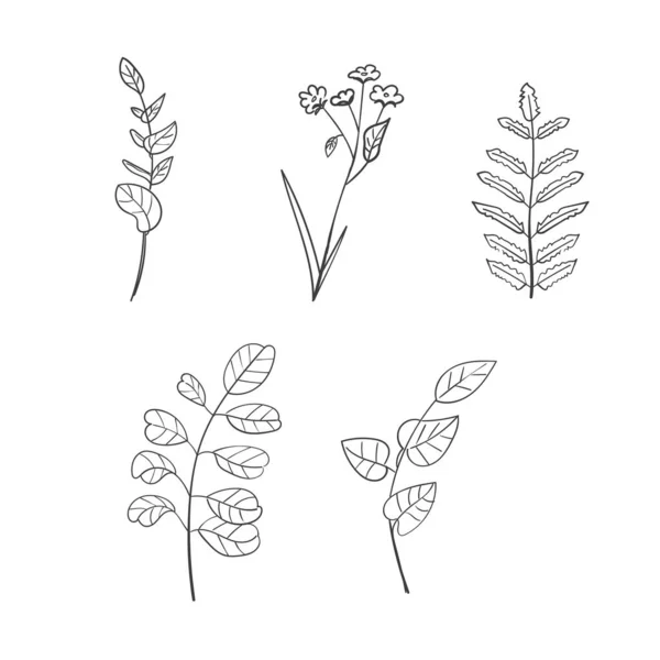 Zestaw Ręcznie Rysowanych Kwiatów Doodle Liści Botanicznych — Zdjęcie stockowe
