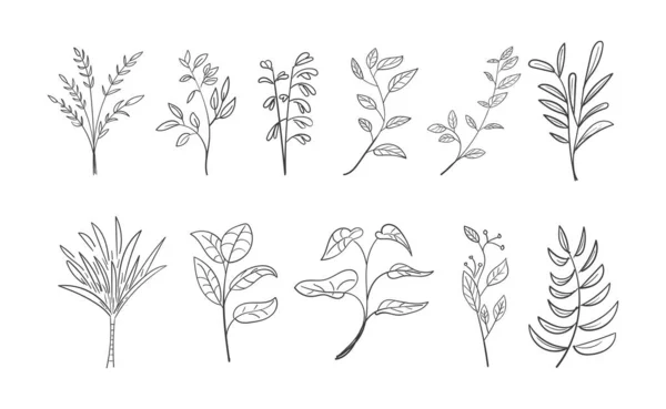 Set Hoja Botánica Dibujada Mano Doodle Wildflower —  Fotos de Stock