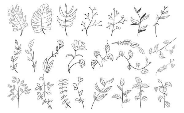 Set Hoja Botánica Dibujada Mano Doodle Wildflower — Foto de Stock