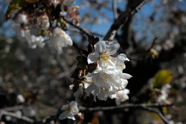 Flor Cereja Anuncia Primavera — Fotografia de Stock