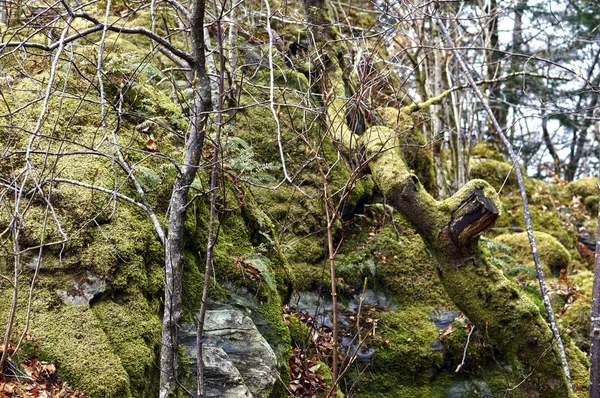 Alberi ricoperti di muschio nella foresta. Bergen, Norvegia — Foto Stock