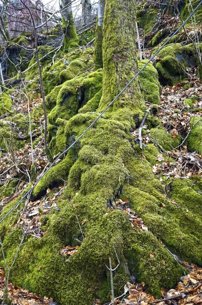 Mos bedekte bomen in het bos. Bergen, Noorwegen — Stockfoto