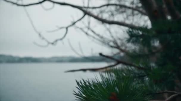 Pine tak in de wind op de zee. Bergen, Noorwegen — Stockvideo