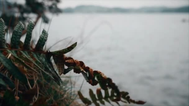 Suchej trawy w wiatr nad morzem. Bergen, Norwegia — Wideo stockowe