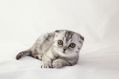 İngiliz lop-eared Gri kedi beyaz bir arka plan üzerinde yalan söylüyor