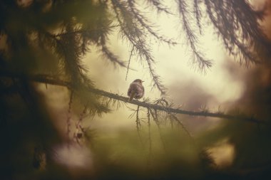 Baştankara ormana dal