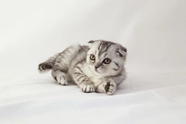 Británico lop-eared gris gatito está acostado sobre un blanco fondo — Foto de Stock