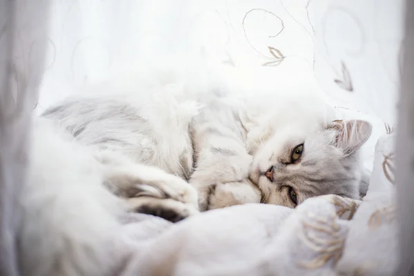 Angora kedisi beyaz bir yatakta yatıyor.