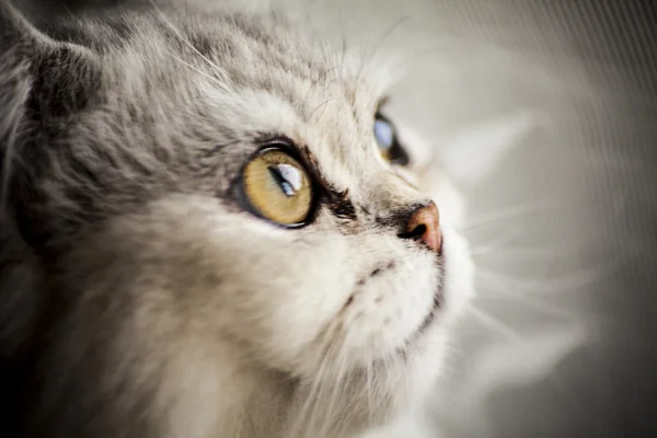 Angora kedi yüzünün yakın çekim görünümü