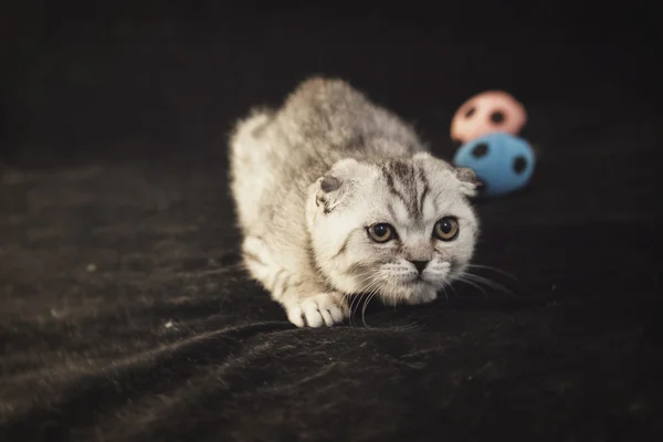 Britse droeve grijs kitten is sluipen up langs kleine voetballen op een zwarte achtergrond — Stockfoto