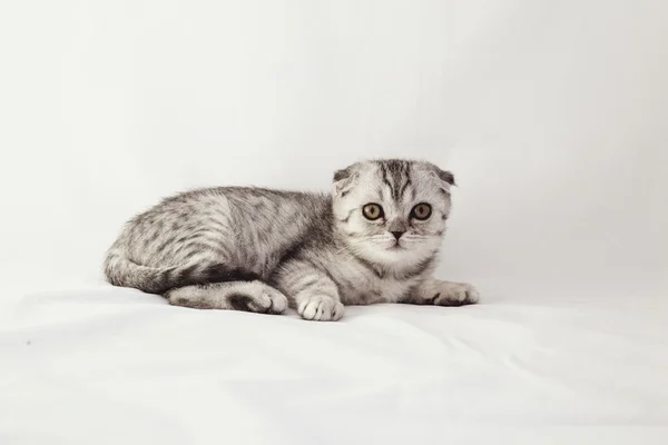 British lop-ear gattino grigio è sdraiato su uno sfondo bianco — Foto Stock