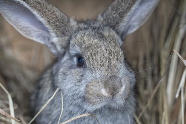 Şirin bir gri tavşan saman üzerinde yalan söylüyor
