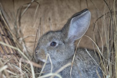 Şirin bir gri tavşan saman üzerinde yalan söylüyor