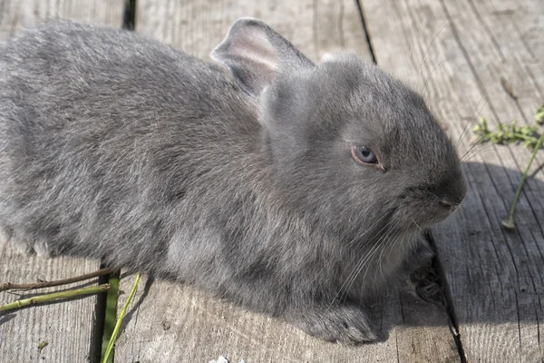 A cute gray rabbit is lying on the wooden planks — Stock Photo, Image