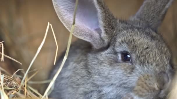 Un lapin gris mignon est allongé sur le foin. UHD - 4K — Video